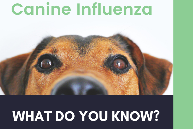 Protecting Your Pup Understanding Canine Influenza and the Importance of Vaccinating