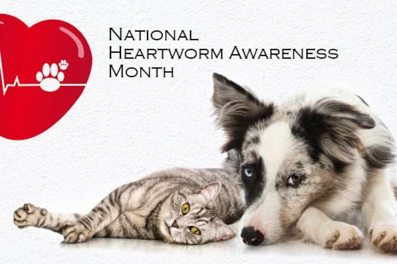Shedding Light On Heartworm Awareness